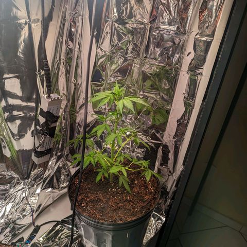 Genética desconhecida growlog timeline photo