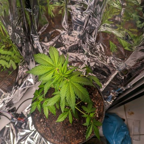 Genética desconhecida growlog timeline photo