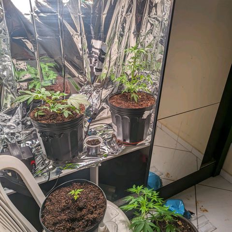 Genética desconhecida growlog timeline photo