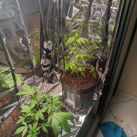 Genética desconhecida growlog timeline photo
