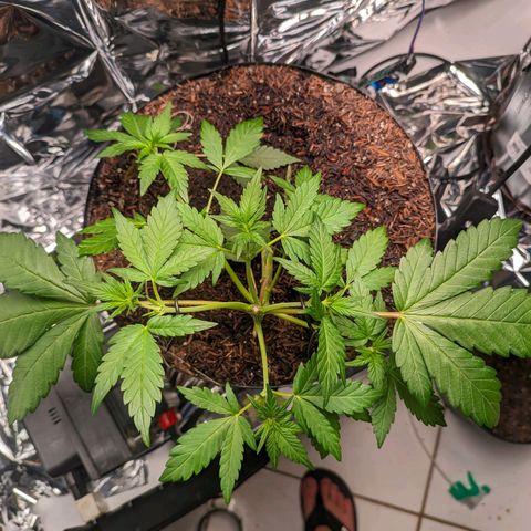 Genética desconhecida growlog timeline photo