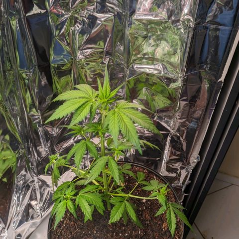 Genética desconhecida growlog timeline photo