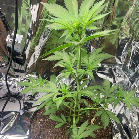 Genética desconhecida growlog timeline photo