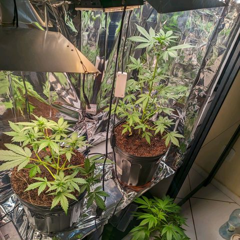 Genética desconhecida growlog timeline photo