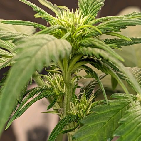 Genética desconhecida growlog timeline photo