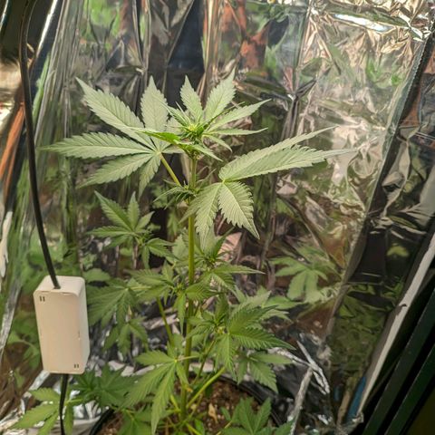 Genética desconhecida growlog timeline photo