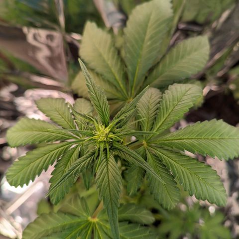 Genética desconhecida growlog timeline photo