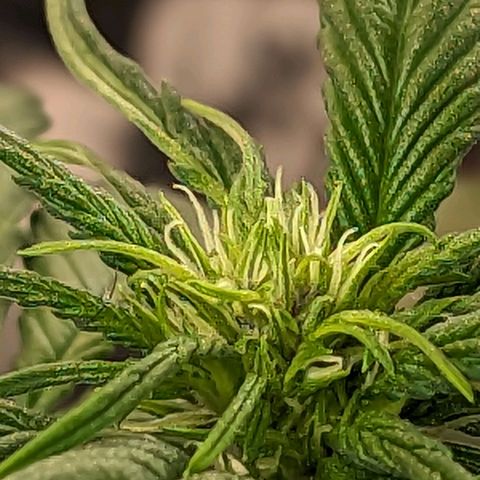 Genética desconhecida growlog timeline photo