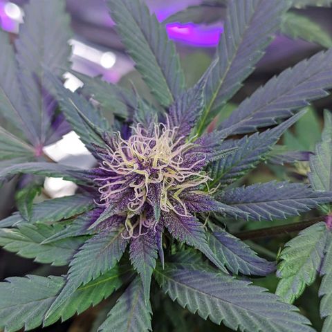 Banana Purple Punch Auto growlog timeline photo