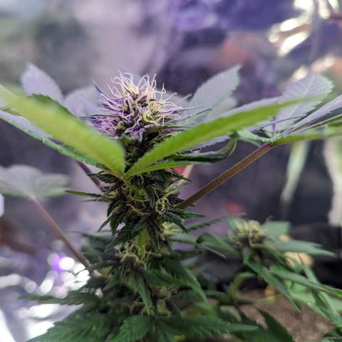Banana Purple Punch Auto growlog timeline photo