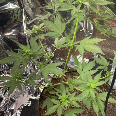 Genética desconhecida growlog timeline photo