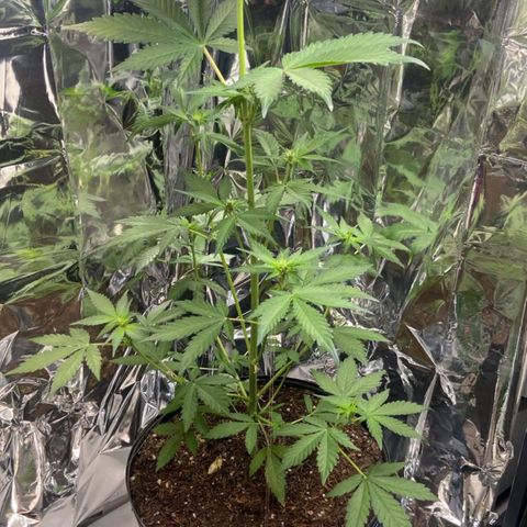 Genética desconhecida growlog timeline photo