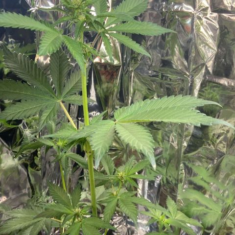 Genética desconhecida growlog timeline photo