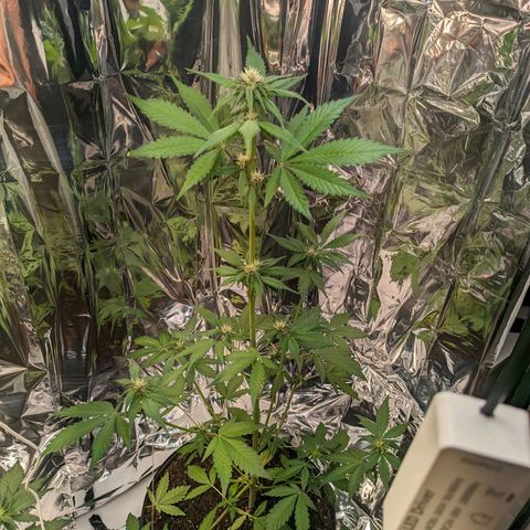 Genética desconhecida growlog timeline photo