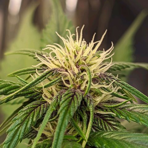 Genética desconhecida growlog timeline photo