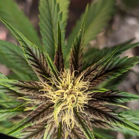 Genética desconhecida growlog timeline photo