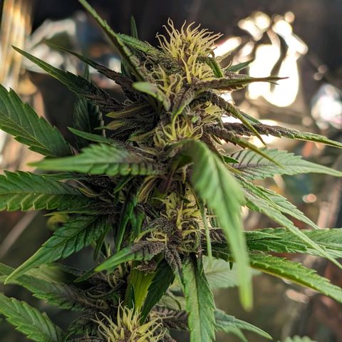 Genética desconhecida growlog timeline photo
