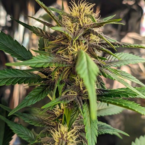 Genética desconhecida growlog timeline photo