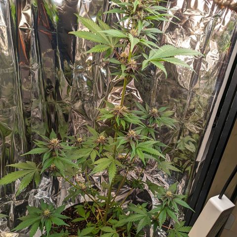 Genética desconhecida growlog timeline photo