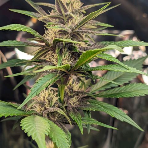 Genética desconhecida growlog timeline photo