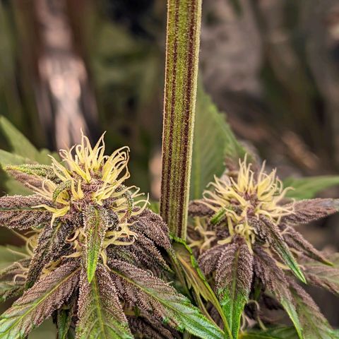Genética desconhecida growlog timeline photo