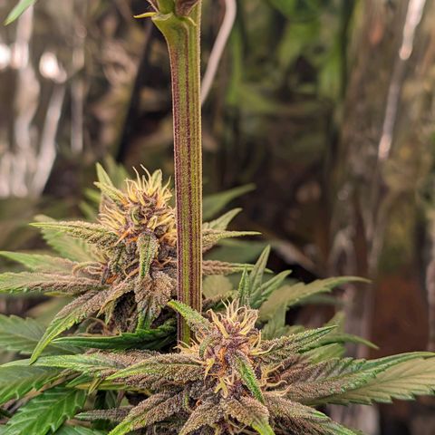 Genética desconhecida growlog timeline photo
