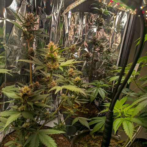 Genética desconhecida growlog timeline photo