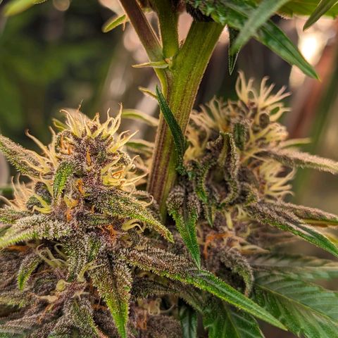 Genética desconhecida growlog timeline photo