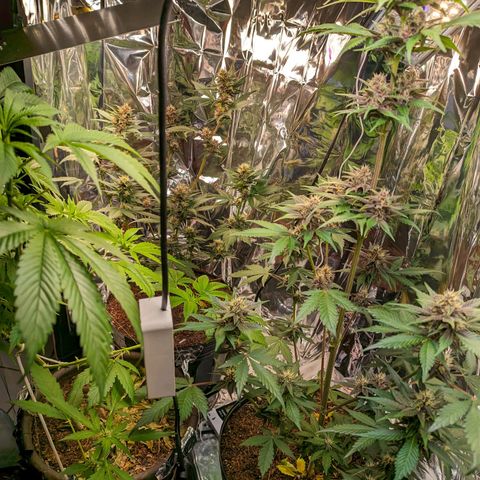 Genética desconhecida growlog timeline photo
