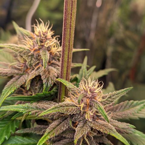 Genética desconhecida growlog timeline photo