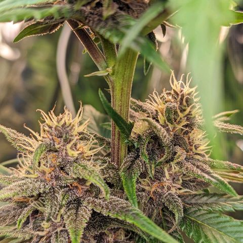 Genética desconhecida growlog timeline photo