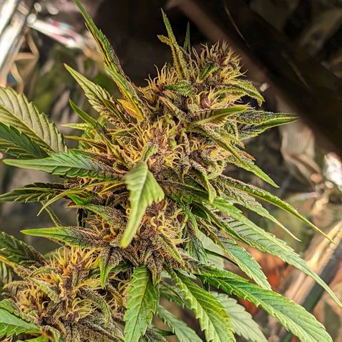 Genética desconhecida growlog timeline photo