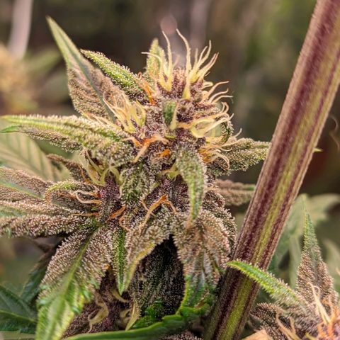 Genética desconhecida growlog timeline photo
