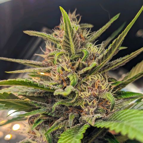 Genética desconhecida growlog timeline photo
