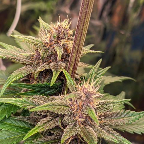 Genética desconhecida growlog timeline photo