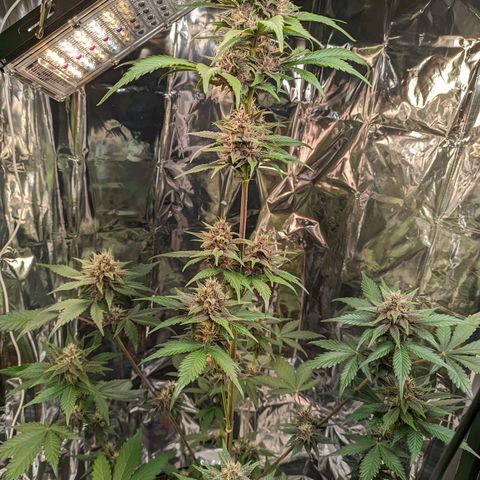 Genética desconhecida growlog timeline photo