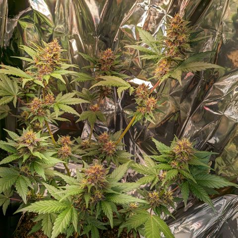 Genética desconhecida growlog timeline photo