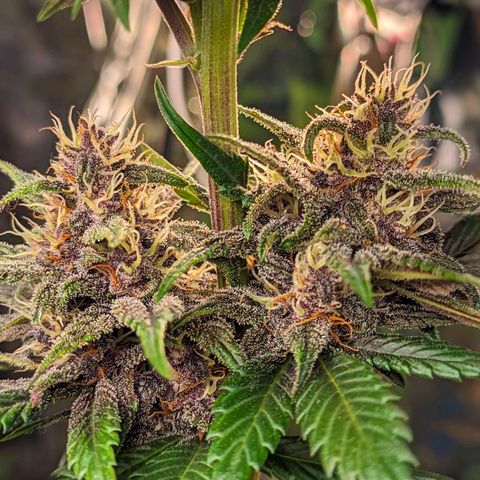 Genética desconhecida growlog timeline photo