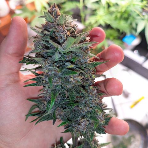 Banana Purple Punch Auto growlog photo: Primeira leva pra secar 