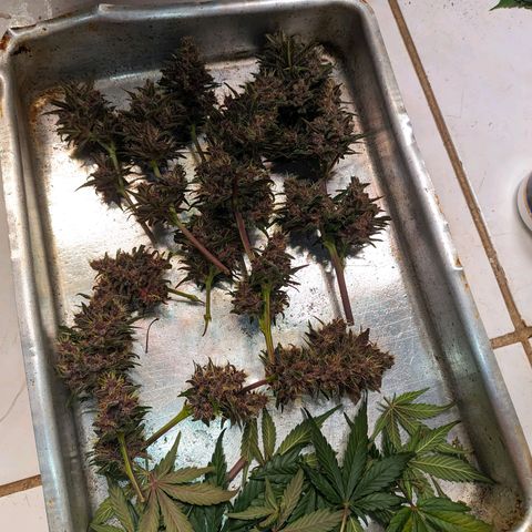 Banana Purple Punch Auto growlog photo: Primeira leva pra secar 
