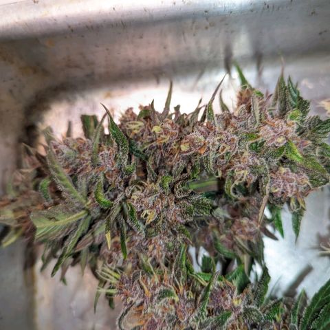 Banana Purple Punch Auto growlog photo: Primeira leva pra secar 