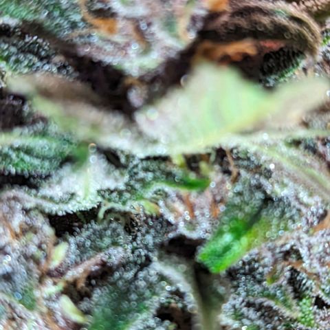 Banana Purple Punch Auto growlog photo: Primeira leva pra secar 