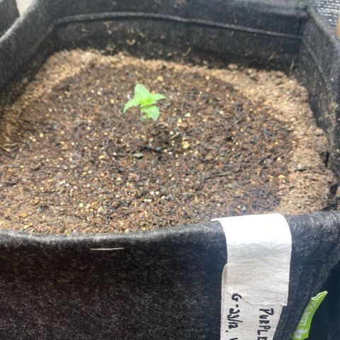2ª - Purple Kush - Foto - DentistaSeeds growlog timeline photo