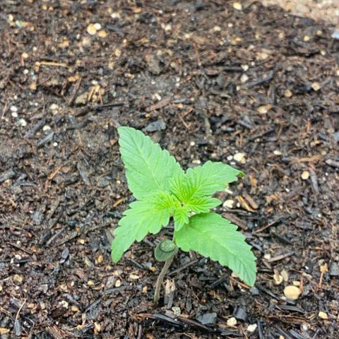2ª - Purple Kush - Foto - DentistaSeeds growlog timeline photo