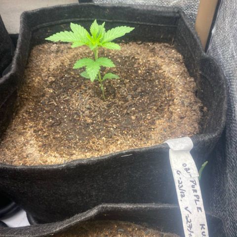 2ª - Purple Kush - Foto - DentistaSeeds growlog timeline photo
