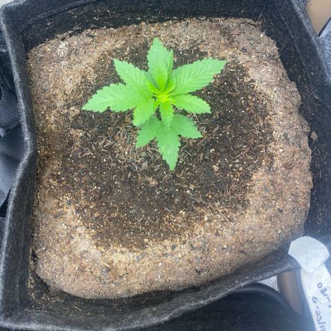 2ª - Purple Kush - Foto - DentistaSeeds growlog timeline photo