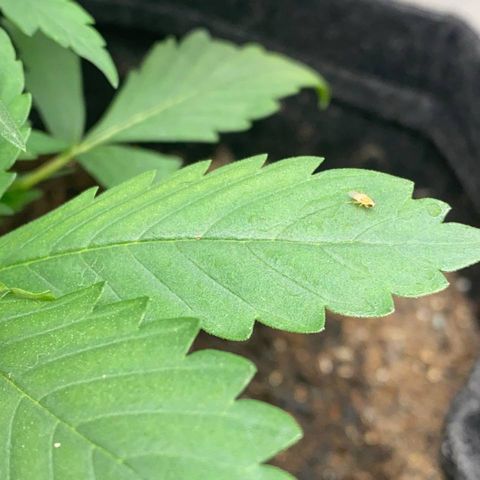 2ª - Purple Kush - Foto - DentistaSeeds growlog photo: Vida no grow orgânico 🙌🏼
