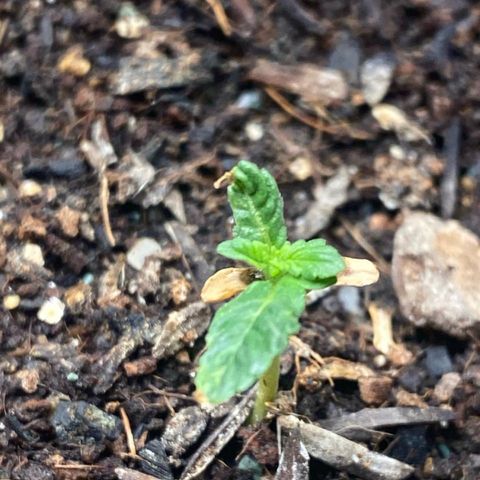 4ª - Purple Kush - Foto - DentistaSeeds  growlog timeline photo