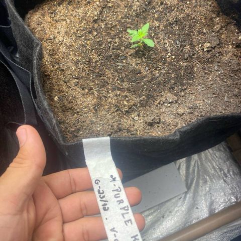 4ª - Purple Kush - Foto - DentistaSeeds  growlog timeline photo