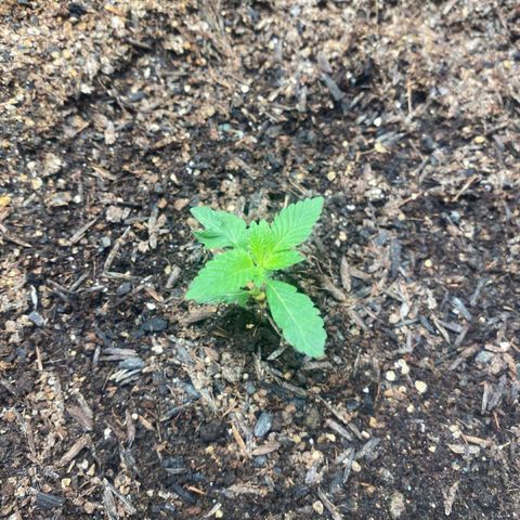 4ª - Purple Kush - Foto - DentistaSeeds  growlog timeline photo